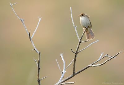 Cetti's zanger - Cetti's Warbler