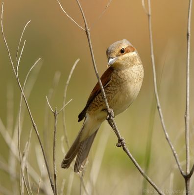 Grauwe Klauwier - Red-backed Shrike