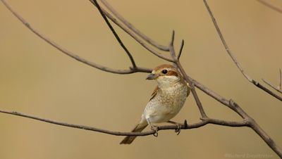 Grauwe Klauwier - Red-backed Shrike II