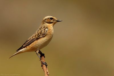 Paapje - Whinchat