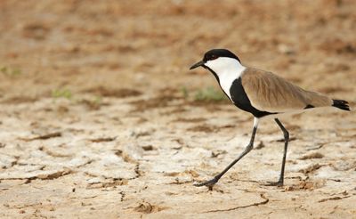 Sporenkievit - Spur-Winged Lapwing