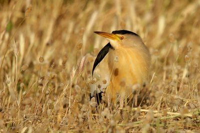 Woudaap - Little Bittern