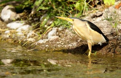 Woudaap - Little Bittern