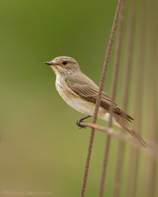 Grauwe Vliegenvanger - Spotted Flycatcher
