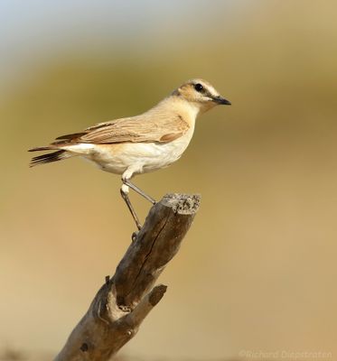 Izabeltapuit - Isabelline Wheatear