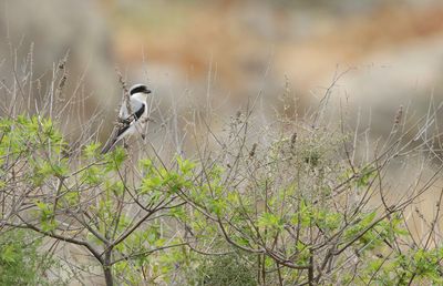 Kleine Klapekster - Lesser Grey Shrike