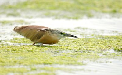 Ralreiger - Squacco Heron