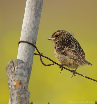 Roodborsttapuit - Stonechat