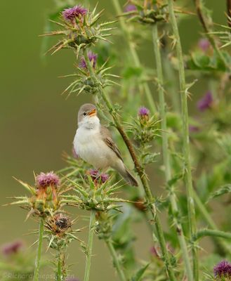 Vale Spotvogel - Olivaceous Warbler