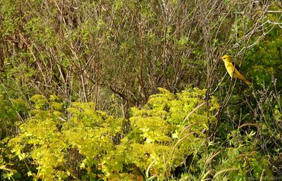 Wielewaal - Golden Oriole