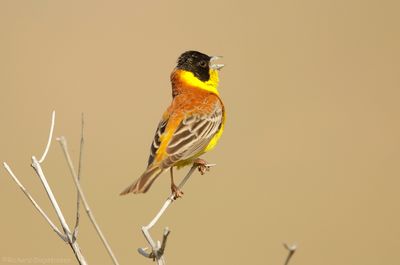 Zwartkopgors - Black Headed Bunting