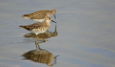 Kemphaan - Philomachus pugnax - Ruff
