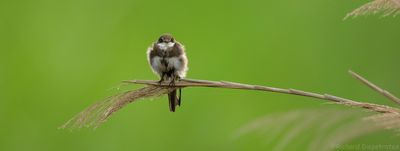 Oeverzwaluw - Riparia riparia - Sand Martin