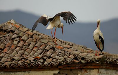 Ooievaar - Ciconia ciconia - White Stork
