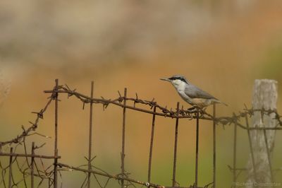 Rotsklever - Sitta neumayer - Western Rock Nuthatch