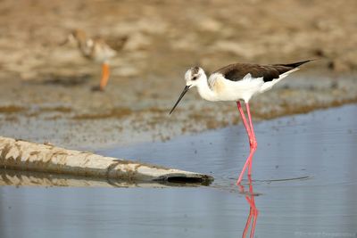 Steltkluut - Himantopus himantopus - Black-winged Stilt