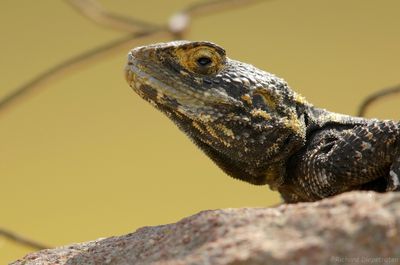 Hardoen - Agama stellia - Agame Lizard
