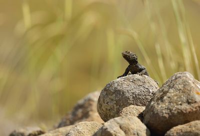 Hardoen - Agame Lizard