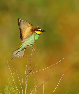 Bijeneter - Bee-eater II