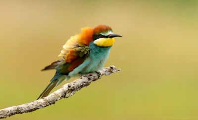 Bijeneter - Merops apiaster - Bee-eater