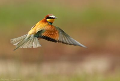 Bijeneter - Merops apiaster - Bee-eater
