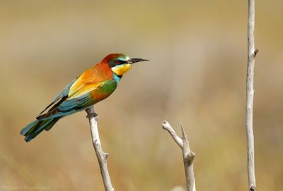 Bijeneter - Merops apiaster - Bee-eater