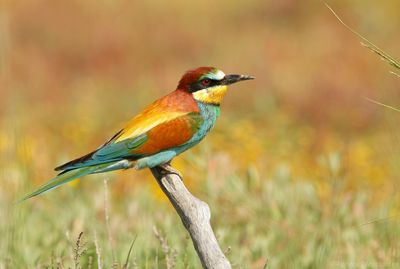 Bijeneter - Merops apiaster - Bee-eater