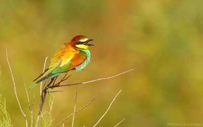 Bijeneter - Merops apiaster - Bee-eater