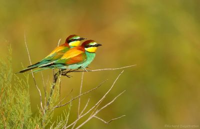 Bijeneter - Merops apiaster - Bee-eater
