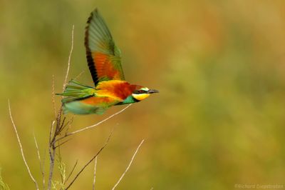 Bijeneter - Merops apiaster - Bee-eater