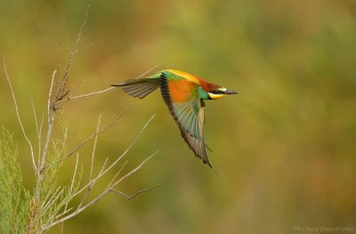Bijeneter - Merops apiaster - Bee-eater
