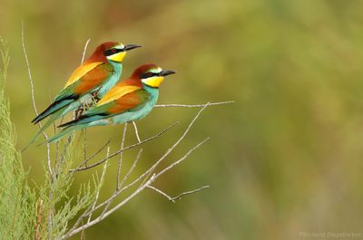 Bijeneter - Bee-eater