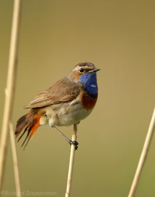 Blauwborst - Bluethroat