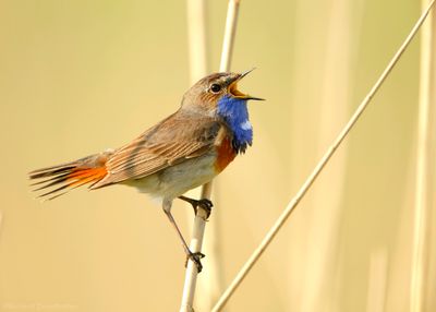 Blauwborst - Bluethroat