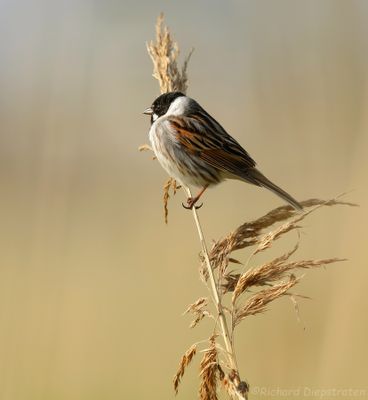 Rietgors - Reed Bunting