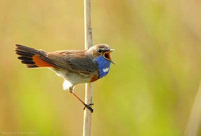 Blauwborst - Bluethroat