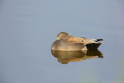 Krakeend    -    Gadwall