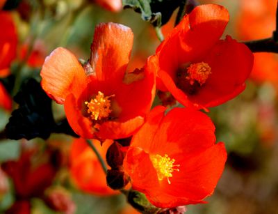 Mojave & Red Rock Canyon, 2011