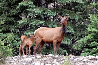 Jasper National Park, 2013