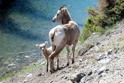 Jasper National Park,There and Back... 2015