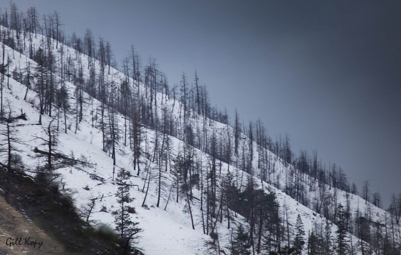 B.C.'s Dead Forests