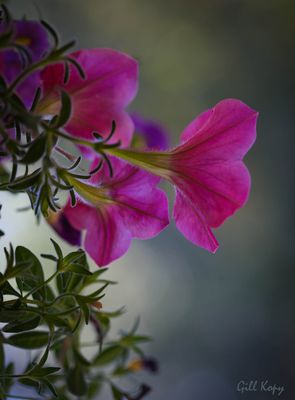 Hanging basket.2020.jpg