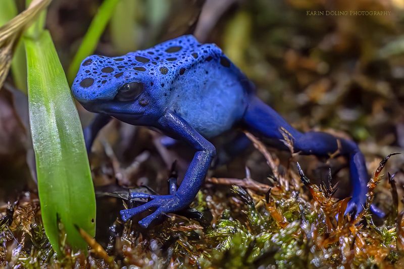 Blauer Pfeilgiftfrosch