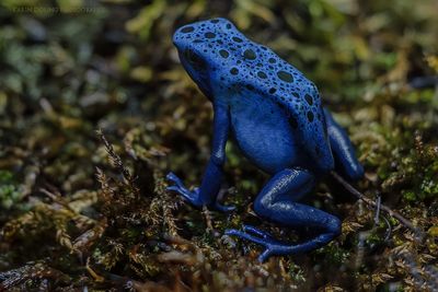 Blauer Pfeilgiftfrosch