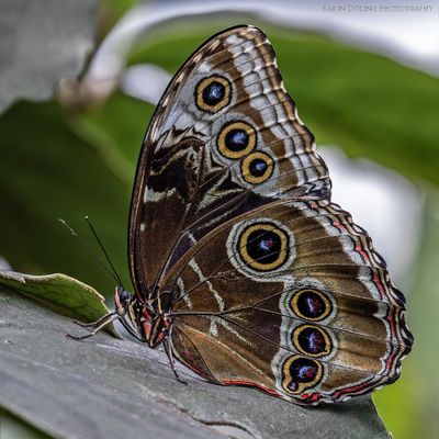 Blauer Morpho