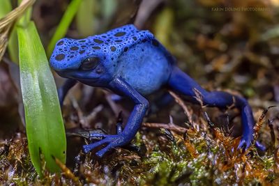 Blauer Pfeilgiftfrosch