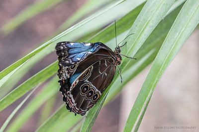 Blauer Morpho