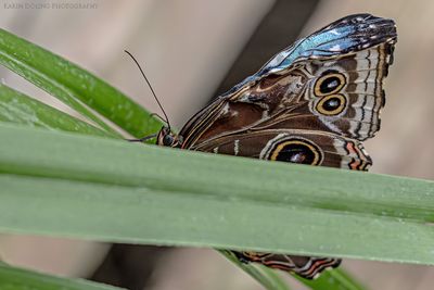 Blauer Morpho