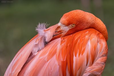 Flamingo