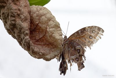 Blauer Morpho